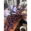 China red grape red globe yunnan grape fresh fruit exporter